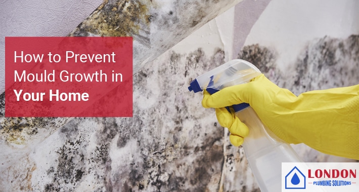 How to Prevent Mold Growth in Your Home | London Plumbing Solutions | Local Plumbers